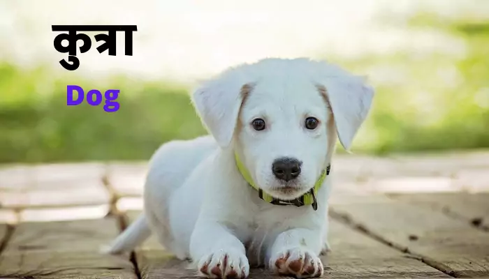 Dog Information in Marathi कुत्रा